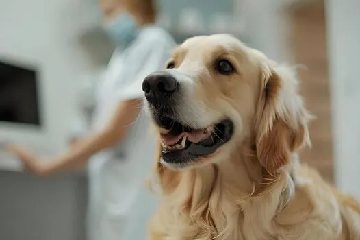 A golden retriever attentively looking up during a vet visit